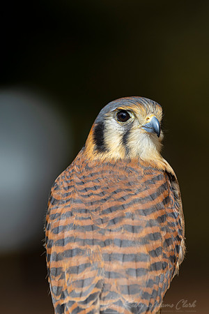 American kestrel KAC4346