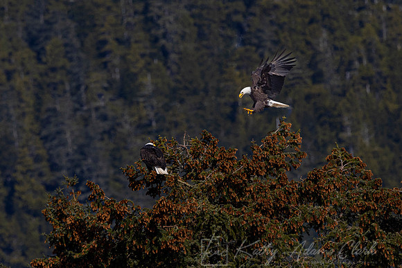Bald eagle KAC1482