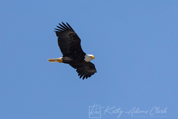 Bald eagle KAC1499