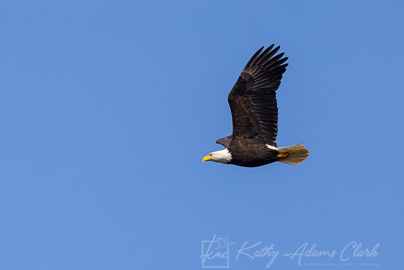 Bald eagle KAC1516
