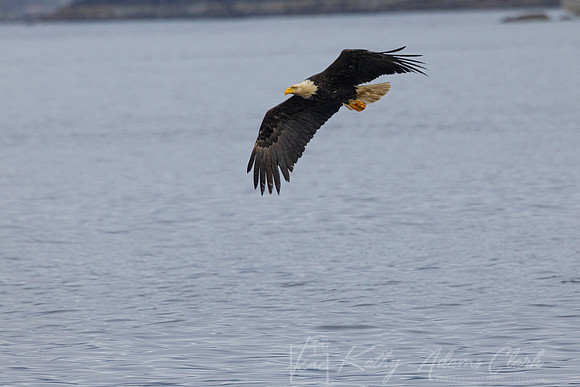 bald Eagle KAC2052