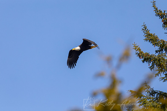 Bald eagle KAC1507