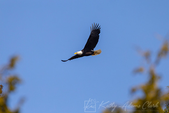 Bald eagle KAC1508