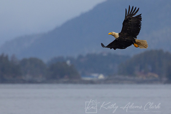 bald Eagle KAC2058
