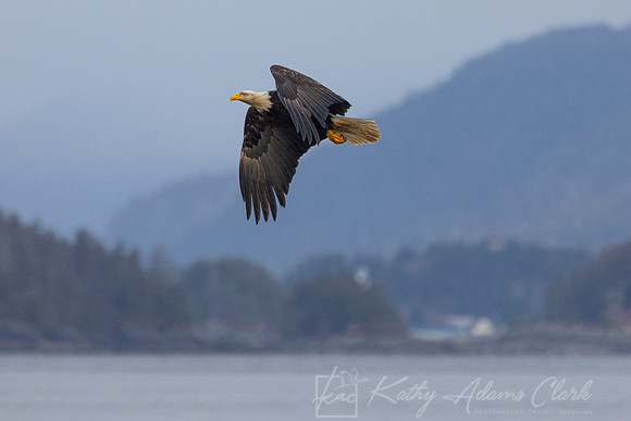 bald Eagle KAC2059