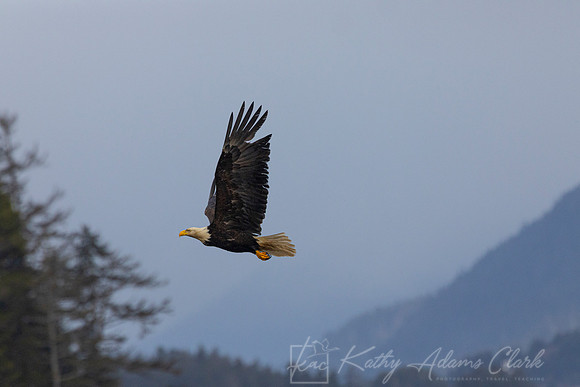 bald Eagle KAC2060