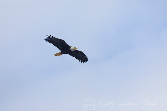 bald Eagle KAC2120