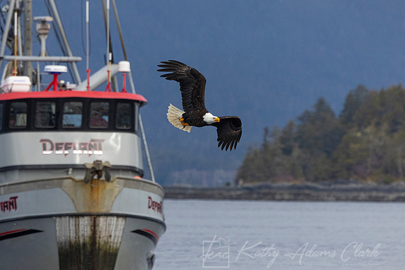 bald Eagle KAC2300
