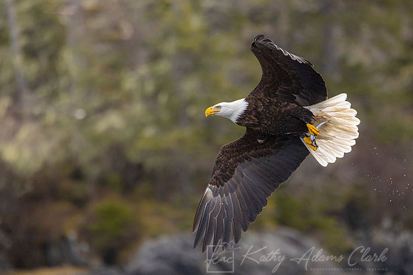 bald Eagle KAC2331