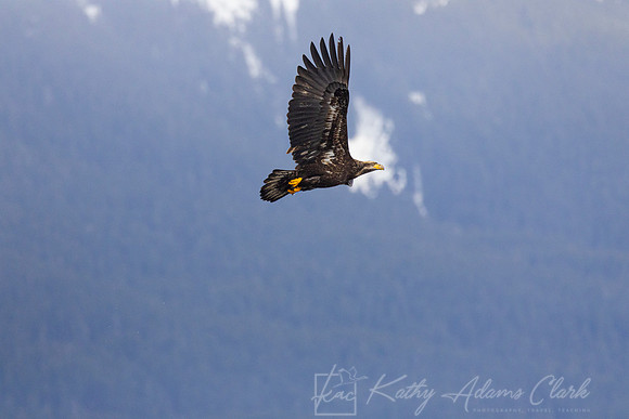 bald Eagle KAC2214