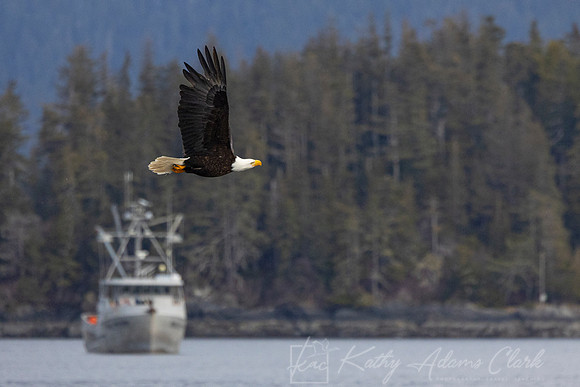 bald Eagle KAC2305