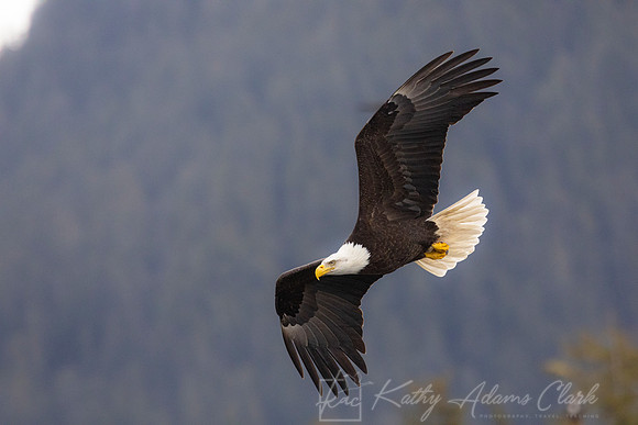 bald Eagle KAC2338