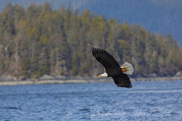 bald Eagle KAC2868