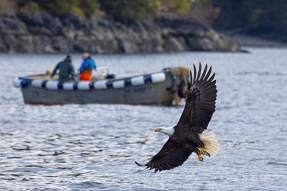 bald Eagle KAC2875