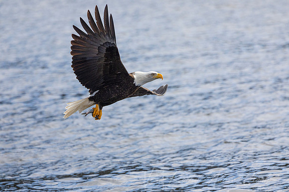 bald Eagle KAC2944