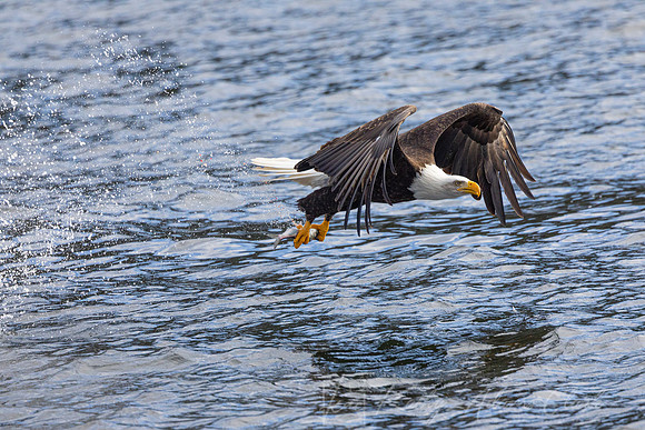 bald Eagle KAC2940