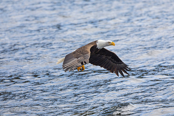 bald Eagle KAC2942