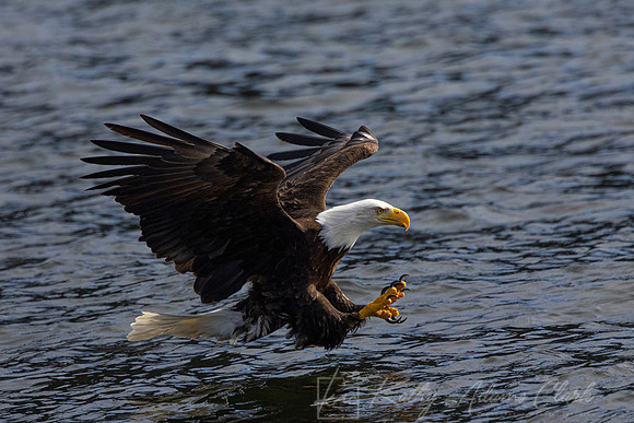 bald Eagle KAC2969