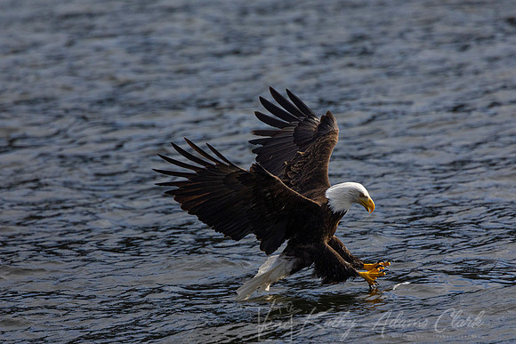 bald Eagle KAC2970