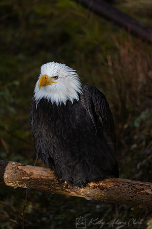 Bald eagle KAC4433