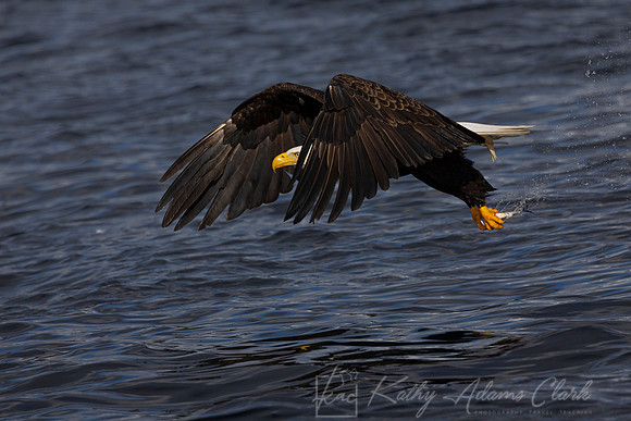 bald Eagle KAC3154