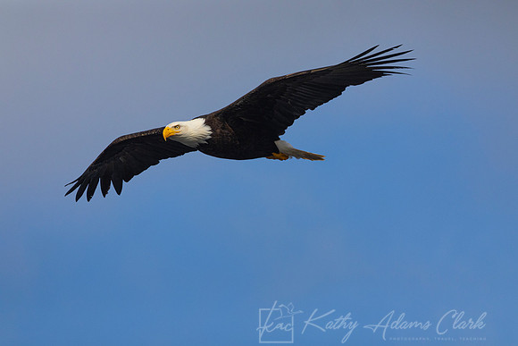 bald Eagle KAC3176