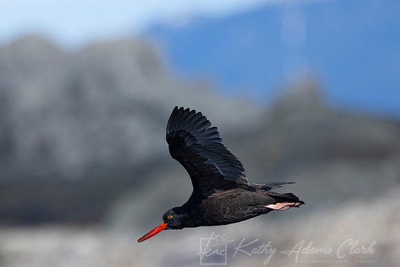 Black oystercatcher KAC3738