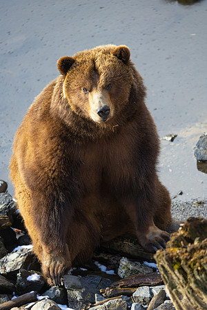 Brown bear KAC4070
