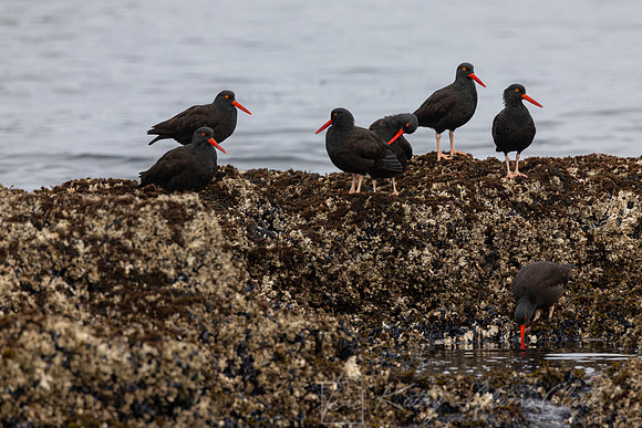 Black oystercatcher KAC4683