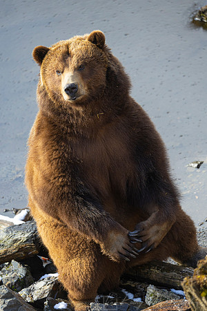 Brown bear KAC4064