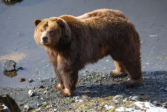 Brown bear KAC4055