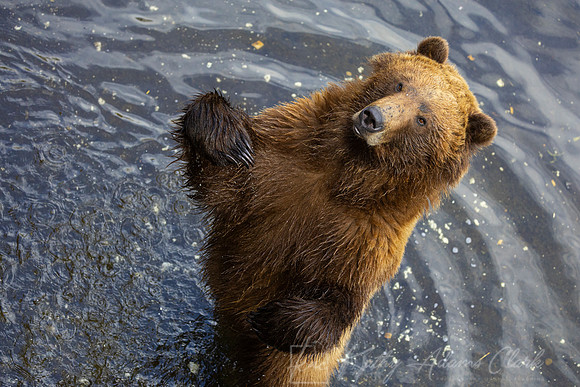Brown bear KAC4267