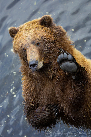 Brown bear KAC4293