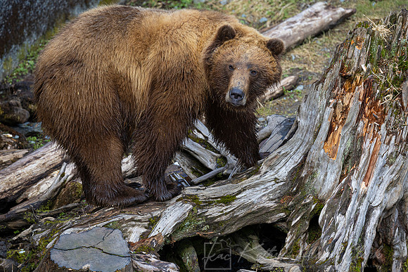 Brown bear KAC4301