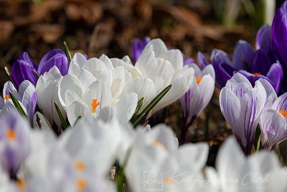 Crocus blooms KAC1565