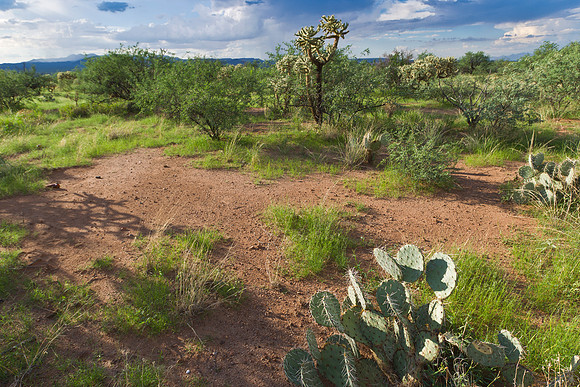 Sonoran desert KAC1939