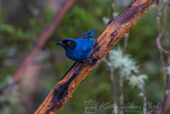 Masked flowerpiercer KAC9129
