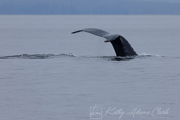 Humpback whale  KAC1803
