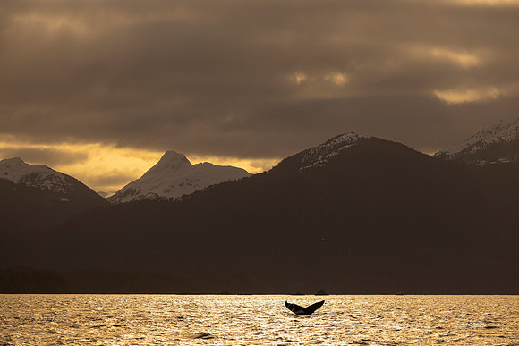 Humpback whale  KAC1793