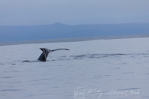 Humpback whale  KAC2006