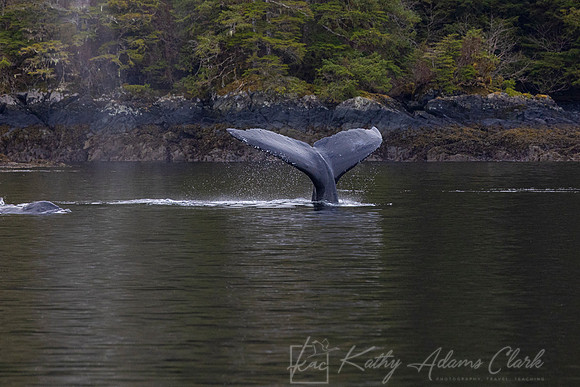 Humpback whale  KAC1829