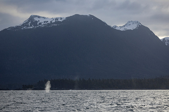 Humpback whale  KAC1752