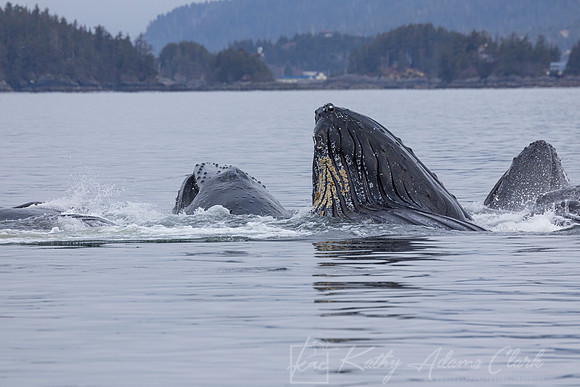 Humpback whale  KAC1906