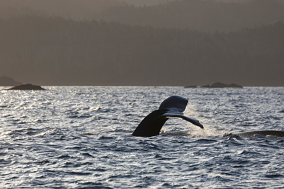 Humpback whale KAC3184