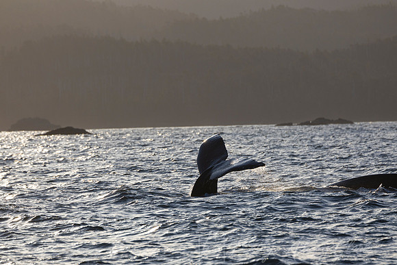 Humpback whale KAC3188