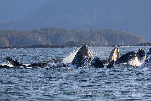 Humpback whale KAC3234