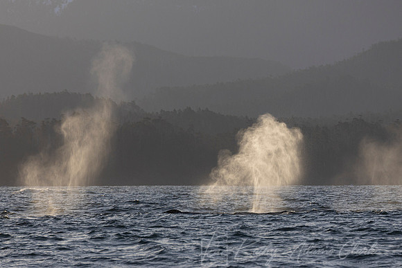 Humpback whale KAC3212