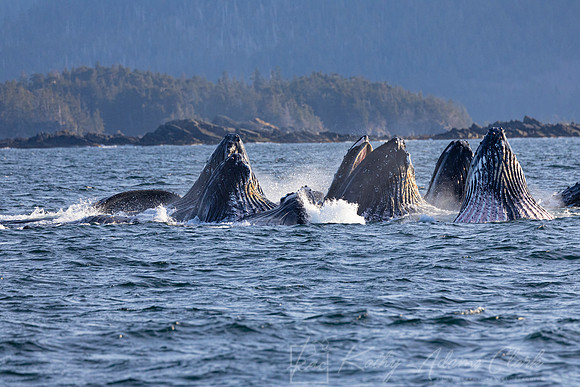 Humpback whale KAC3239