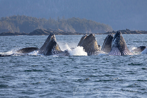 Humpback whale KAC3240