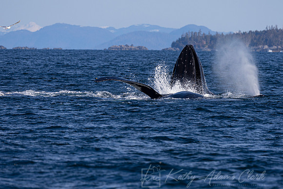 Humpback whale KAC3362